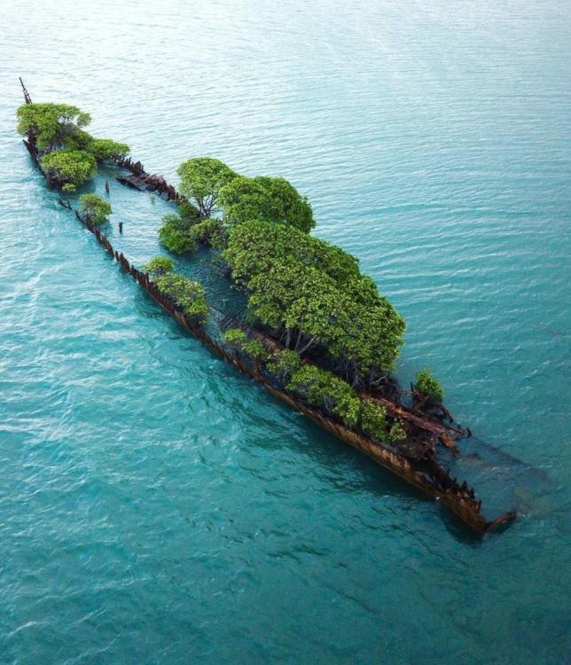 The wreck of the SS City of Adelaide -Wrecked in 1916 on Magnetic Island after being gutted by fire, the remains have now been taken over by mangroves..jpg